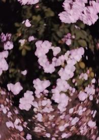 西沉寂静地 (校园 h)-