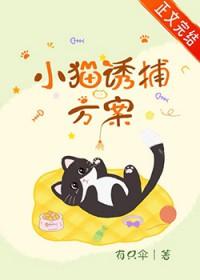 小猫诱捕方案有哪些