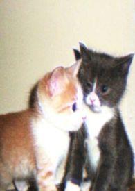 娇小姐搬空家产去随军